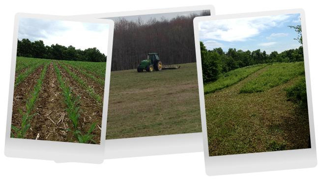 Checkout our food plots, we feed our deer well!